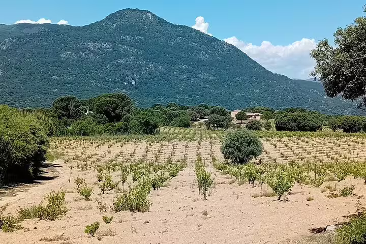 Vast vineyard in Madrid with mountain backdrop, offering a picturesque location for a winery tour.