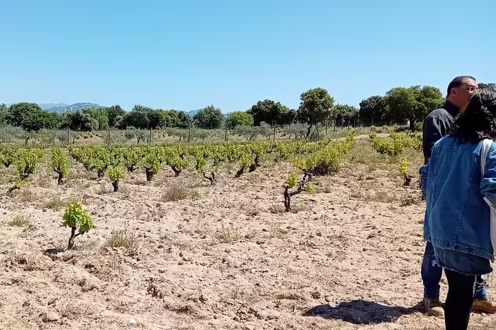 Visitors exploring a sunlit vineyard on the Madrid Wine Tour, surrounded by lush grapevines and scenic views.