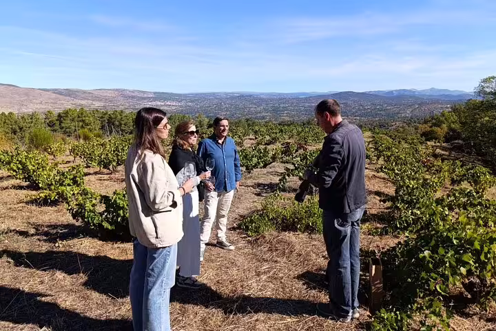 Tour group enjoys a sunny day exploring vineyards during a Madrid winery tour with expert sommelier guidance.