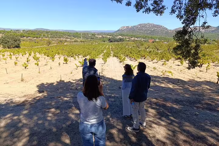 Visitors exploring expansive vineyards on a sunny day during a guided Madrid winery tour with stunning mountain views.
