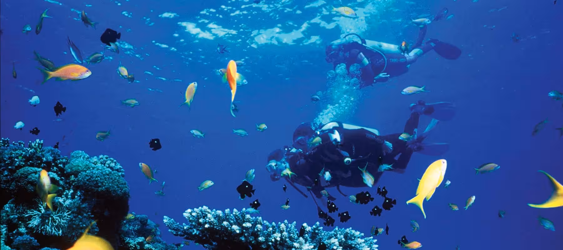 Scuba divers exploring Mahmya Island coral reef with colorful fish in the Red Sea near Hurghada