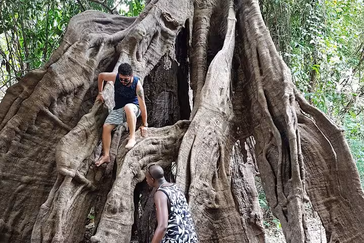 Travelers climbing giant rainforest tree roots on Indian Village tour near Meeting of the Waters, Manaus