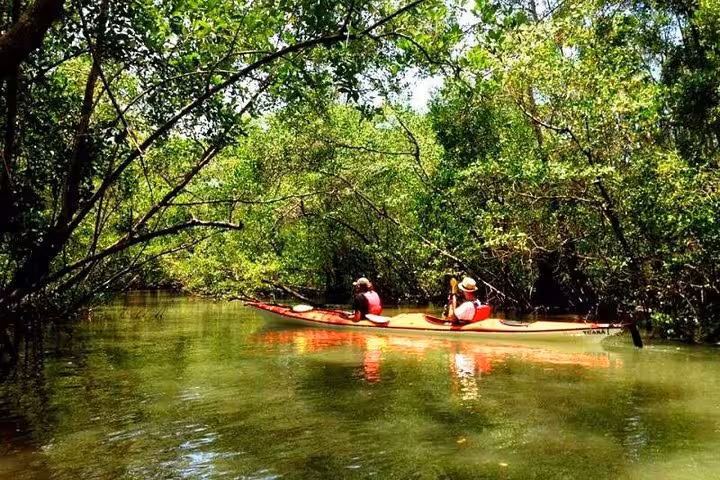 Kayakers explore lush mangrove waterways on a guided Paraty tour, surrounded by vibrant green foliage.