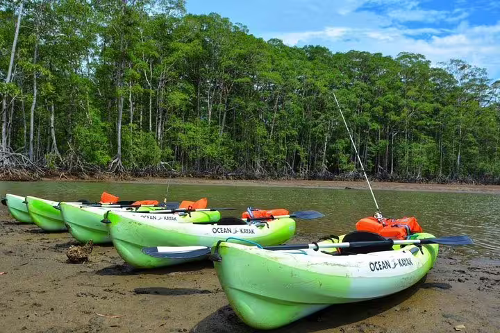 Bright kayaks equipped for adventure rest on the shore, ready for an exciting mangrove kayaking experience.