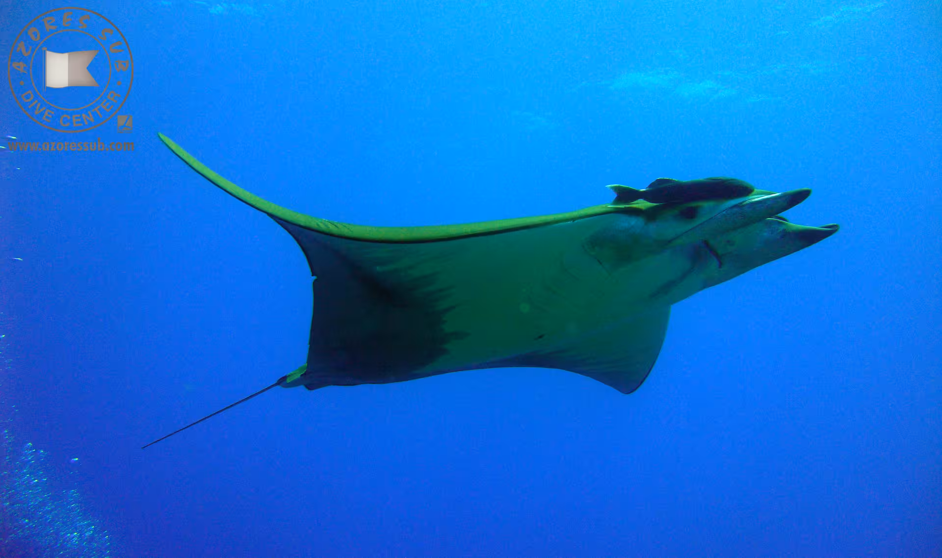 Close-up manta ray swimming in open water at Manta Blue Spot, Azores dive trip for marine life lovers