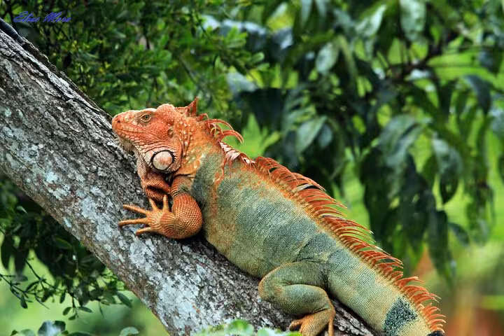 Vibrant iguana perched on a tree in Manuel Antonio National Park, illustrating the rich biodiversity of Costa Rica.
