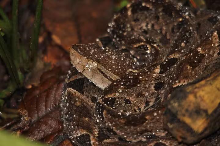 Camouflaged snake coiled on the forest floor, spotted on the Manuel Antonio Jungle Night Tour, emphasizing its natural habitat.