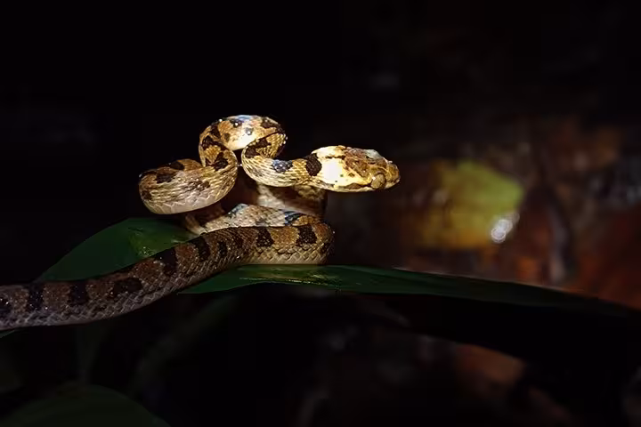 Spotted snake coiled on a leaf in Manuel Antonio Jungle Night Tour, highlighting exotic nocturnal reptiles.