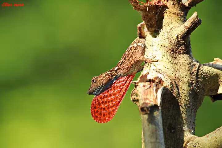 A brown lizard with a vibrant red dewlap perched on a branch, showcasing wildlife diversity in Manuel Antonio National Park.