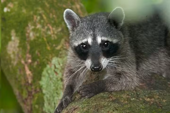 A curious raccoon perched on a tree branch in the vibrant jungle of Manuel Antonio National Park.