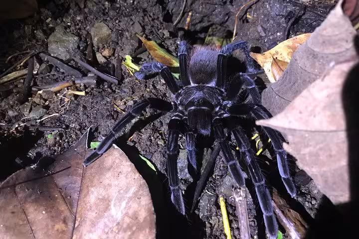 Close-up of a tarantula on the forest floor during a Manuel Antonio Jungle Night Tour with included pickup.