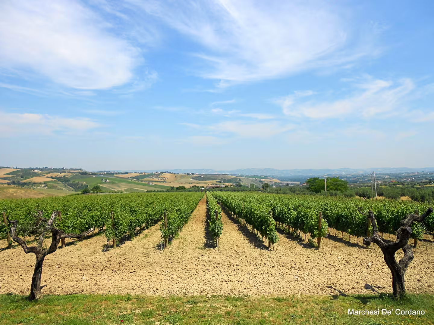 Panoramic Marchesi de Cordano vineyard rows in Abruzzo hills, scenic winery tour and wine tasting experience