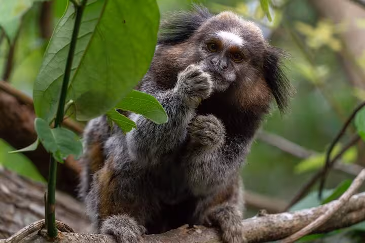 A curious marmoset on a branch amidst lush greenery during the Lagoinha do Leste hiking adventure.