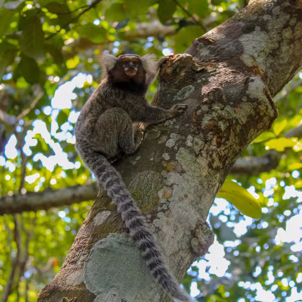 A curious marmoset perched on a tree branch in the vibrant Tijuca Forest, Rio de Janeiro.