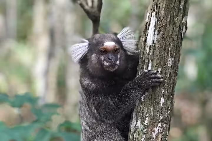 A curious marmoset clings to a tree in the lush forest near Rio's Two Brothers hike, embodying Brazil's wildlife charm.