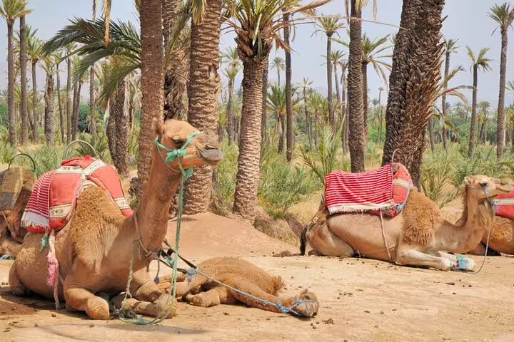 Camels resting in Marrakech palm grove oasis, a popular stop on a full-day sightseeing tour with a local guide
