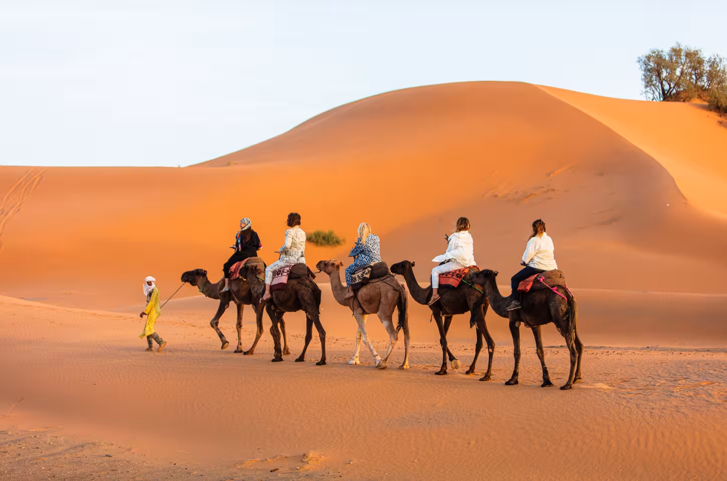 Travelers enjoy a camel caravan across the golden dunes of Merzouga on a luxury desert tour from Marrakech to Fes.