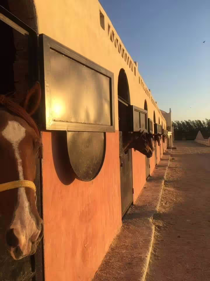 Marsa Alam horse stable at sunset with horses at stalls, meeting point for Red Sea horseback riding tour