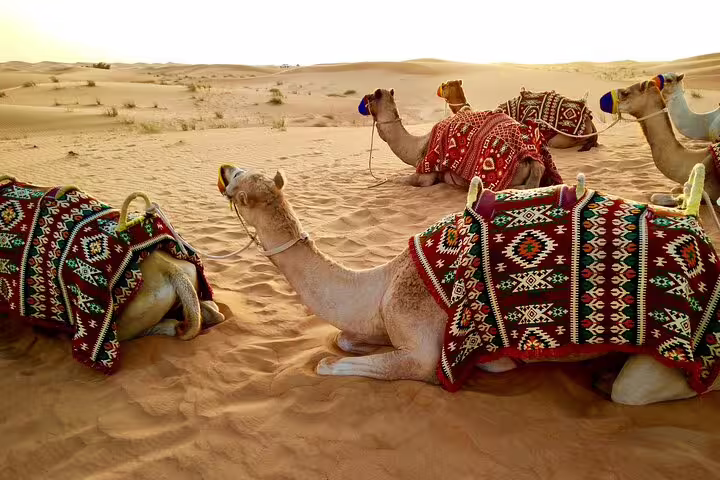 Camels resting on golden dunes with colorful saddles during Marsa Alam sunset desert safari camel ride