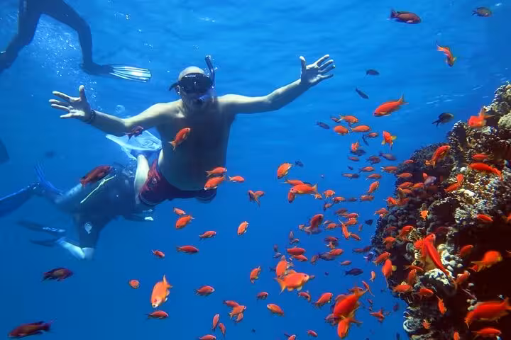 Snorkeler over Red Sea coral reef with colorful fish on Marsa Alam Turtle Bay pirates boat cruise