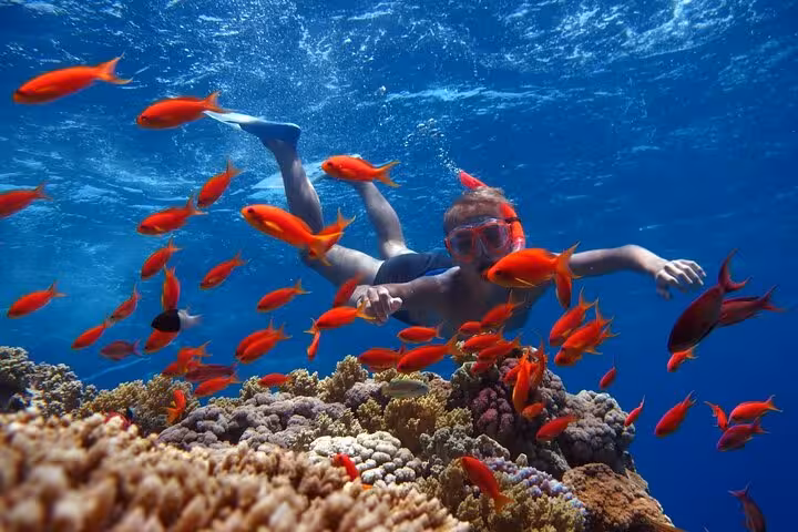 Snorkeler among colorful fish and coral on Marsa Alam Turtle Bay pirates sailing boat cruise in the Red Sea