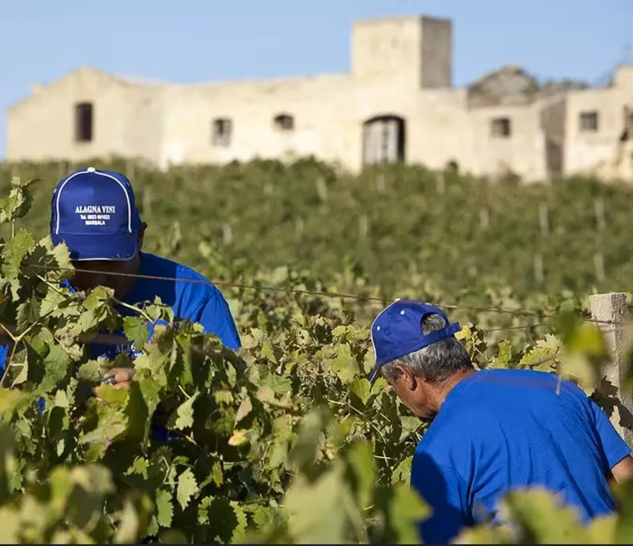 Vineyard workers among grapevines in Marsala, Sicily, for a winery tour and 7-wine tasting with local food