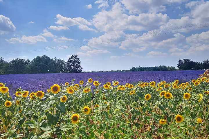 Sunflowers and Valensole lavender fields in Provence on Marseille shore excursion to Lake Sainte Croix