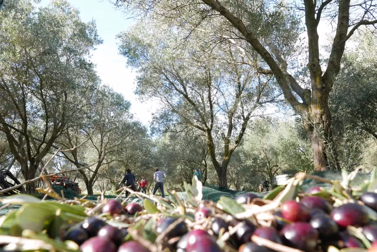 Olive harvest in Martina Franca grove during olive oil mill tour, showcasing fresh olives and tasting experience