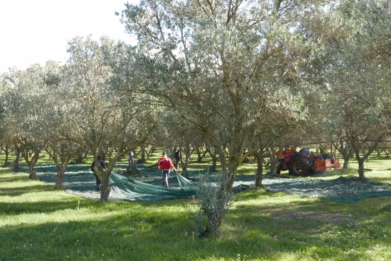 Olive harvest in Martina Franca grove with nets and tractor, part of olive oil mill tour and tasting in Puglia