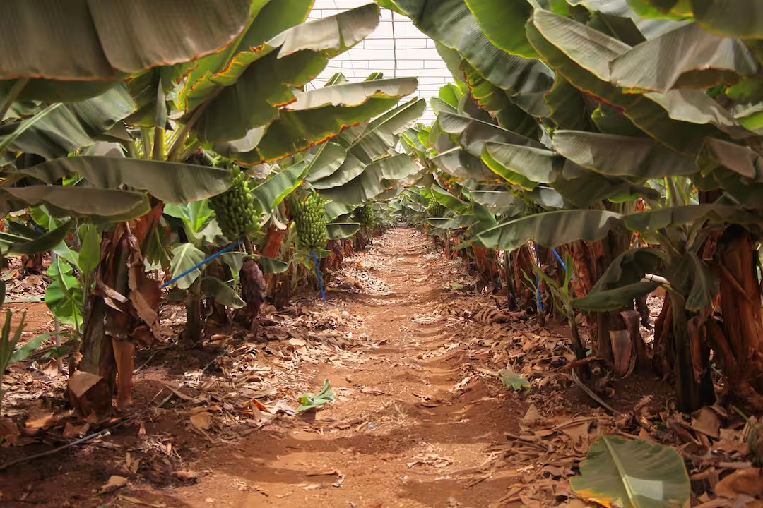 Explore lush banana plantations on the Masca Gastro Tour, a unique culinary journey in Tenerife's scenic landscapes.