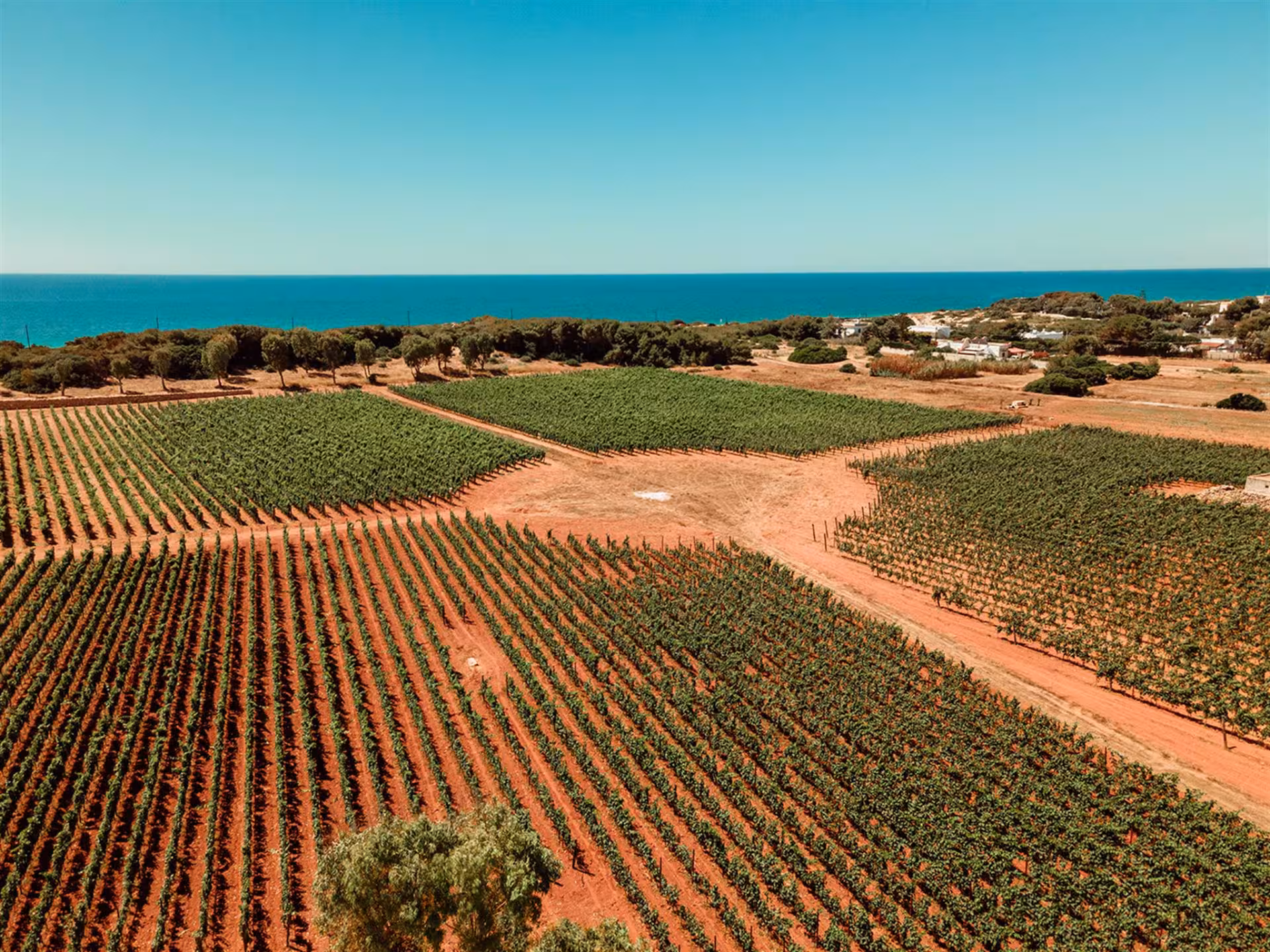 Scenic aerial view of a Masseria vineyard near Taranto with lush rows of vines and the sea in the background.