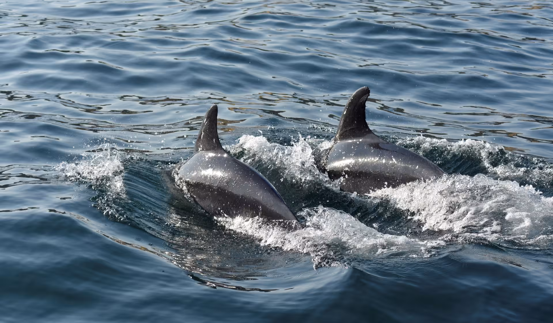 Two dolphins gracefully glide through sparkling waters on an exciting MATRIX Dolphins and Caves excursion.