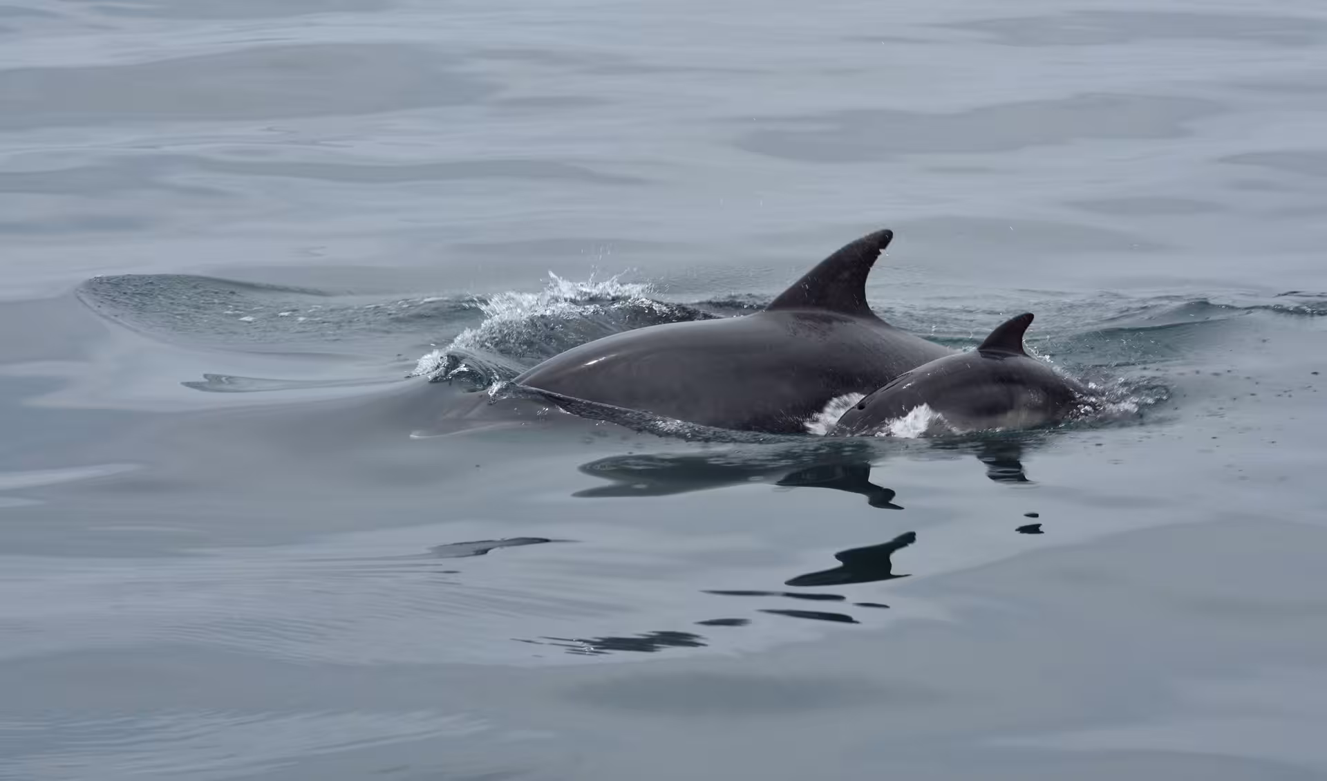 Close-up of two dolphins swimming gracefully in calm waters, highlighting the wildlife experience on the MATRIX tour.