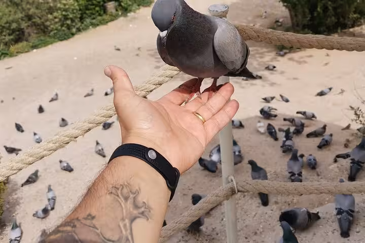 Traveler hand-feeding a pigeon at a scenic stop on a private Mesopotamia and Cappadocia 9-day tour