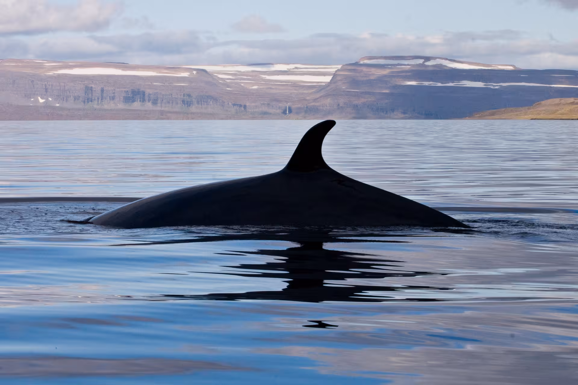 Minke whale dorsal fin surfacing in calm Ísafjarðardjúp waters on Westfjords whale watching