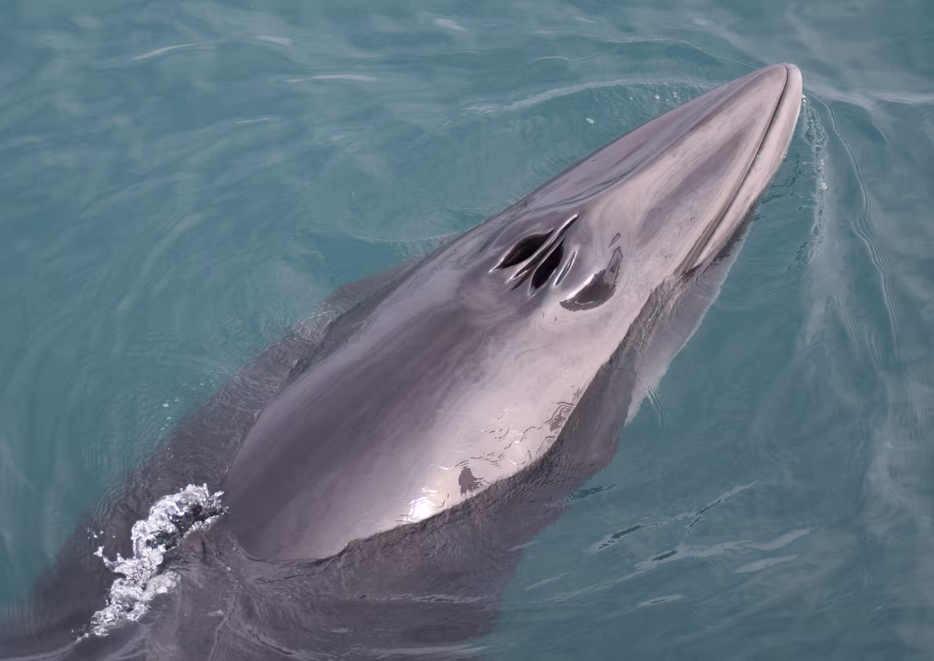 Close-up minke whale surfacing in Skjálfandi Bay on a family-run Húsavík guided whale watching tour