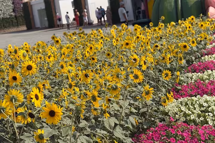 Close-up of sunflower and petunia flowerbeds at Dubai Miracle Garden, included experience with Ras AlKhaimah Adventure Await