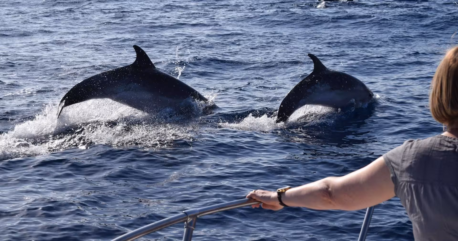 Tourist observes dolphins swimming near the boat during a private whale and dolphin watching tour with MIRANDA.
