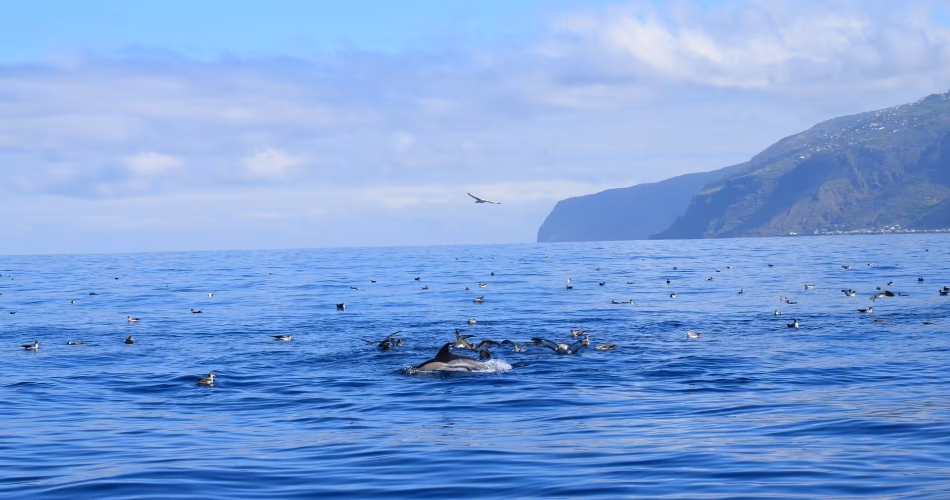 Dolphins and seabirds in harmony on the ocean, highlighting the marine life experience on a Miranda yacht tour.