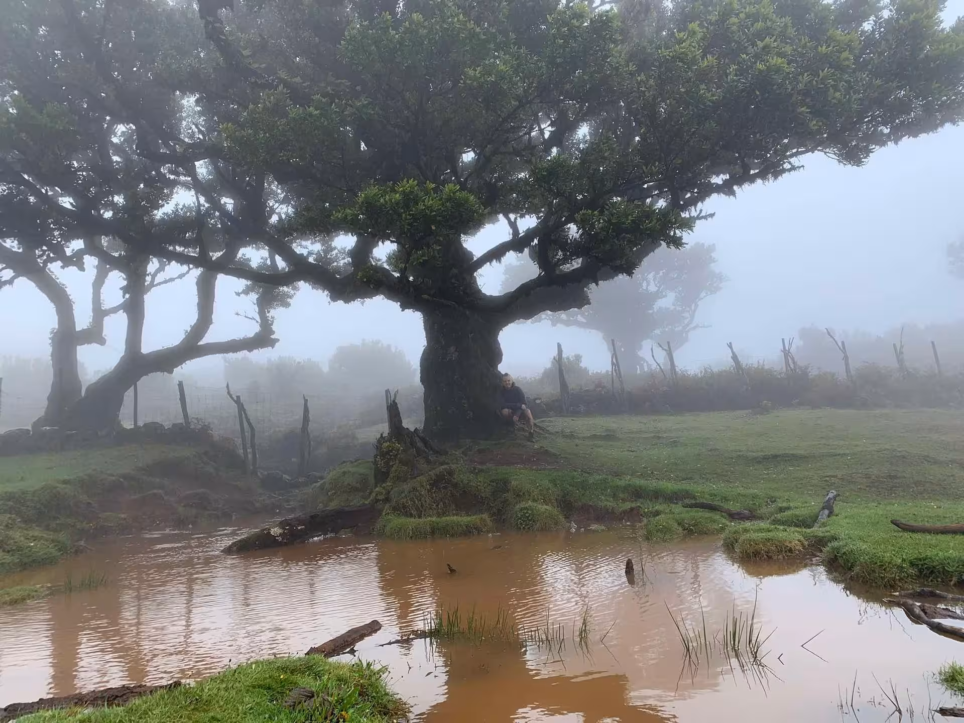Misty forest with ancient trees and tranquil pond on a private group tour for nature enthusiasts.