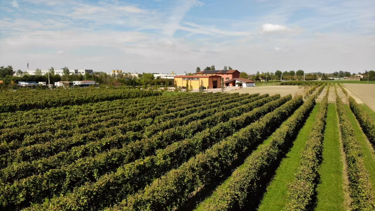 Scenic view of Modena vineyard, integral to the production of exquisite balsamic vinegar.