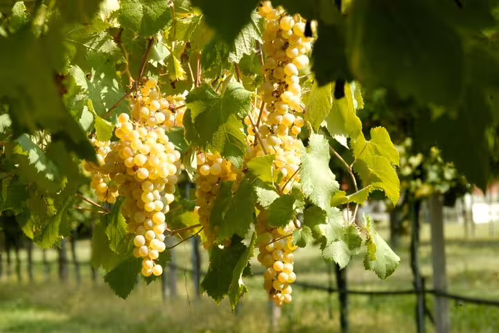 Sunlit Modena vineyard with ripe white grape clusters, highlighting local ingredients for traditional balsamic vinegar tasting