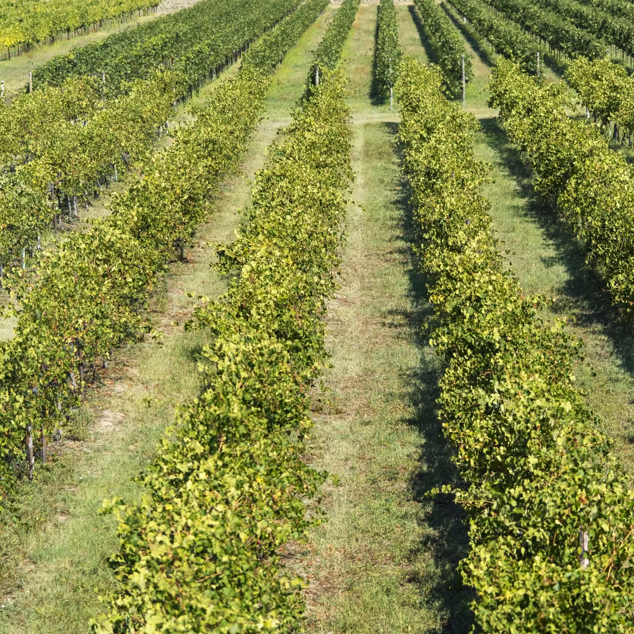Vineyard rows in Modena countryside, part of balsamic vinegar tour with Parmigiano and gelato tasting