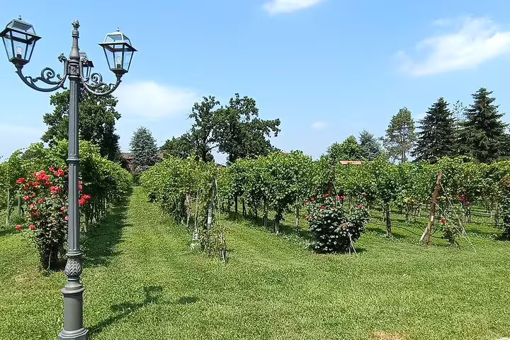 Scenic Modena vineyard with roses and vines visited on private Ferrari Museum and balsamic vinegar tasting tour
