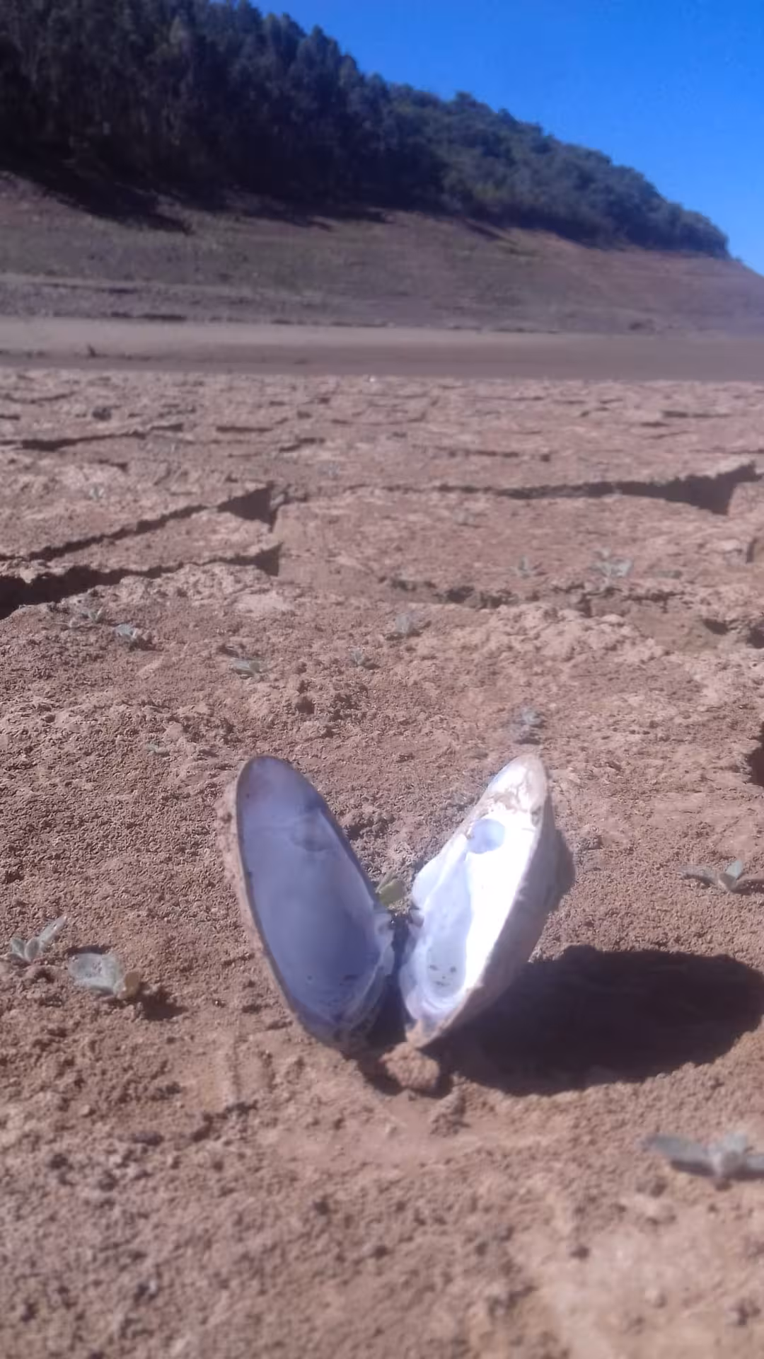 A cracked shell on the dry, cracked earth of Bravura Lake under a bright blue sky, highlighting drought conditions.