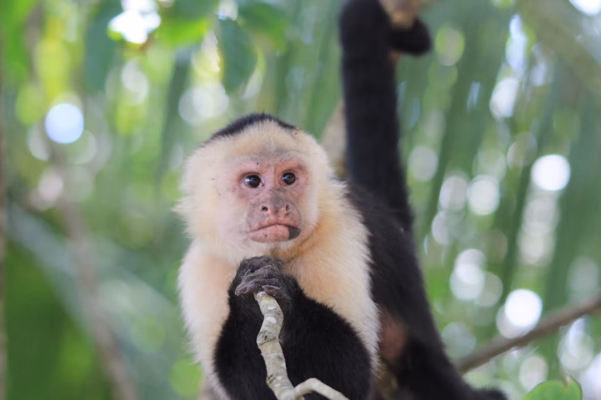 A curious monkey perched on a branch in Manuel Antonio's lush mangrove forest during a guided wildlife tour.
