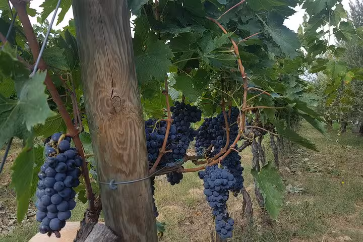 Montepulciano vineyard close-up with ripe Sangiovese grapes, Tuscany wine tasting day trip from Florence