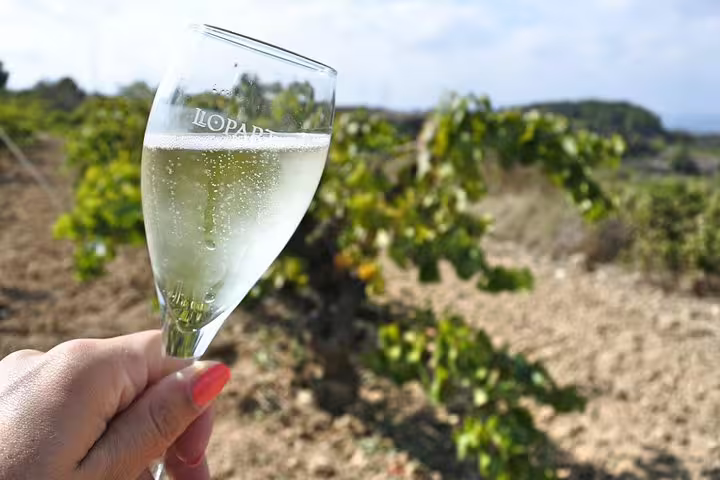 Hand holding a glass of sparkling wine in a scenic Penedes vineyard during Montserrat private tour with lunch and wine tasting.
