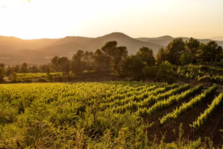 Scenic view of lush vineyards at sunset in Montserrat, perfect for a winery tour.