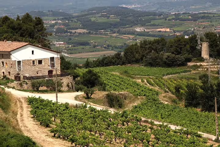Scenic vineyard landscape near Montserrat, showcasing lush grapevines and rustic architecture, ideal for a wine tour experience.